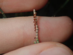 Allocasuarina campestris