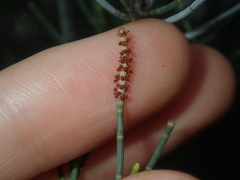 Allocasuarina campestris