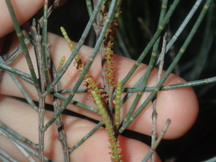 Allocasuarina campestris