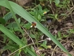 Apis florea