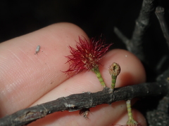 Allocasuarina campestris