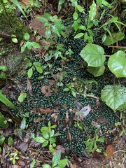Zoosphaerium neptunus