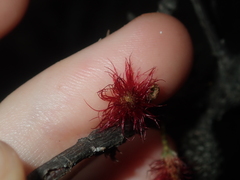 Allocasuarina campestris
