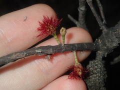 Allocasuarina campestris