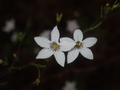 Cyphanthera racemosa