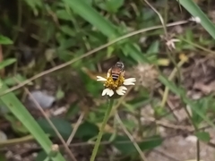Apis florea