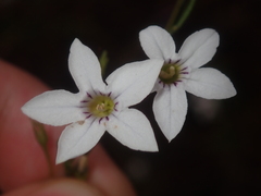 Cyphanthera racemosa