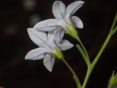 Cyphanthera racemosa