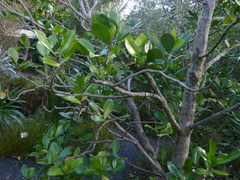 Elingamita johnsonii