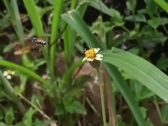 Apis florea
