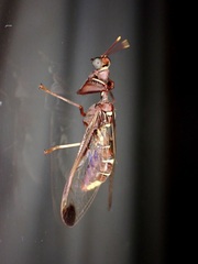 Pseudoclimaciella