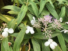 Hydrangea longifolia