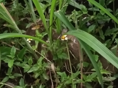 Apis florea