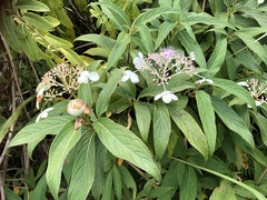 Hydrangea longifolia