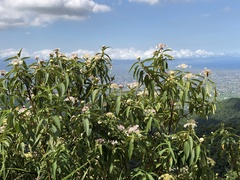 Hydrangea longifolia