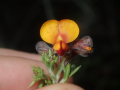 Aotus phylicoides