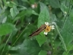 Parnara ganga