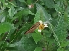 Parnara ganga