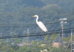 Ardea alba