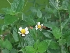 Parnara ganga