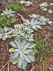 Onopordum acaulon
