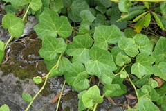 Hedera azorica