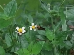 Parnara ganga