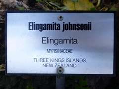 Elingamita johnsonii