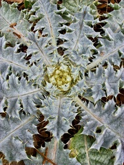 Onopordum acaulon