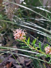Grevillea sphacelata