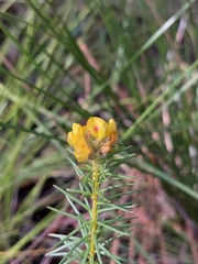 Phyllota grandiflora