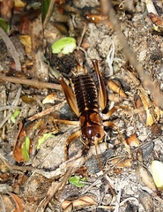 Hemiandrus maia
