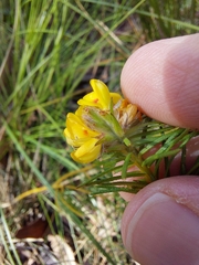 Phyllota grandiflora