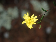 Podolepis capillaris