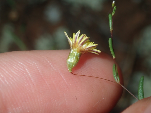 Image of Siemssenia capillaris by (c) Thomas Mesaglio, some rights reserved (CC BY)