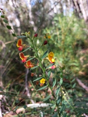 Bossiaea stephensonii