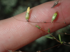 Podolepis capillaris