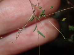 Podolepis capillaris