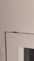 Scutigera coleoptrata