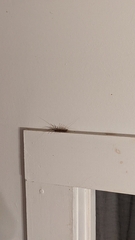 Scutigera coleoptrata