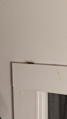 Scutigera coleoptrata