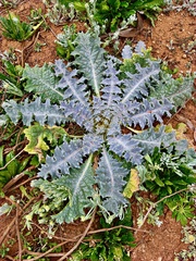 Onopordum acaulon
