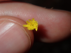 Podolepis capillaris