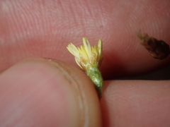 Podolepis capillaris