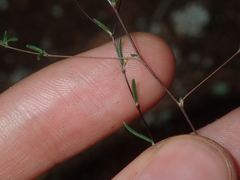 Podolepis capillaris