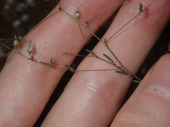 Podolepis capillaris