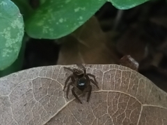Hasarius adansoni