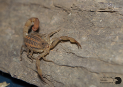 Centruroides nigrovariatus