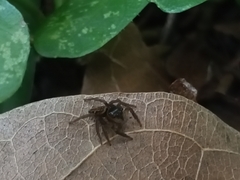 Hasarius adansoni