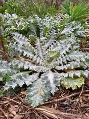 Onopordum acaulon